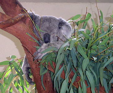 [Koala's head, with its eyes tightly closed, rests on a tree limb as does its left arm. The right arm hangs down giving a side view which makes its claws quite visible.]